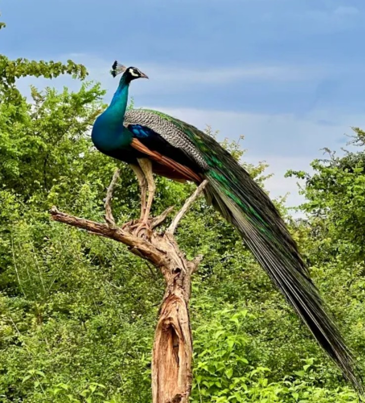 Wildlife photography experience